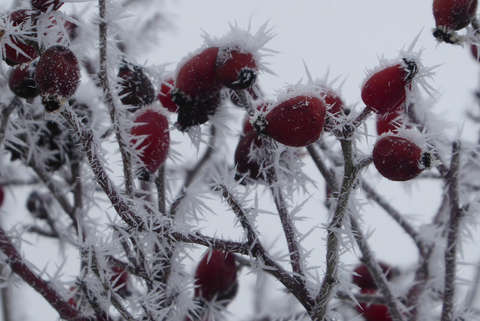 frostiges Mittwochsblümchen