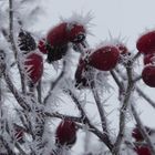 frostiges Mittwochsblümchen