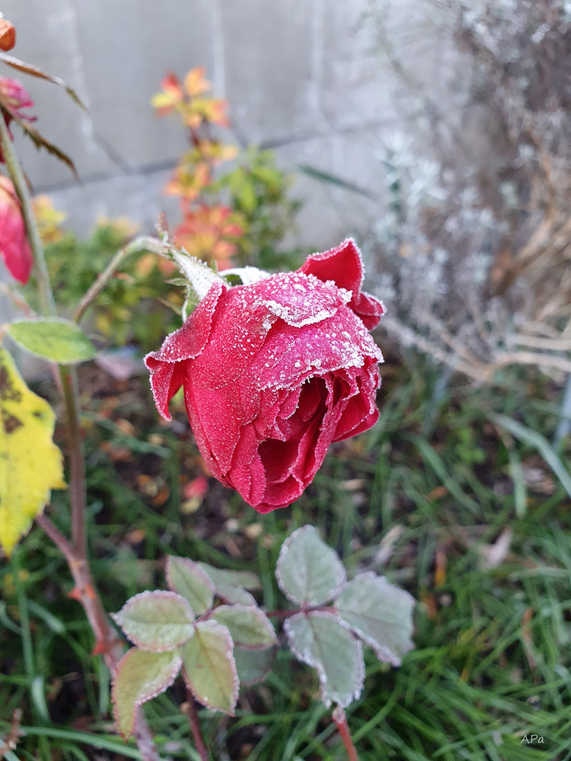 Frostiges Mittwochsblümchen