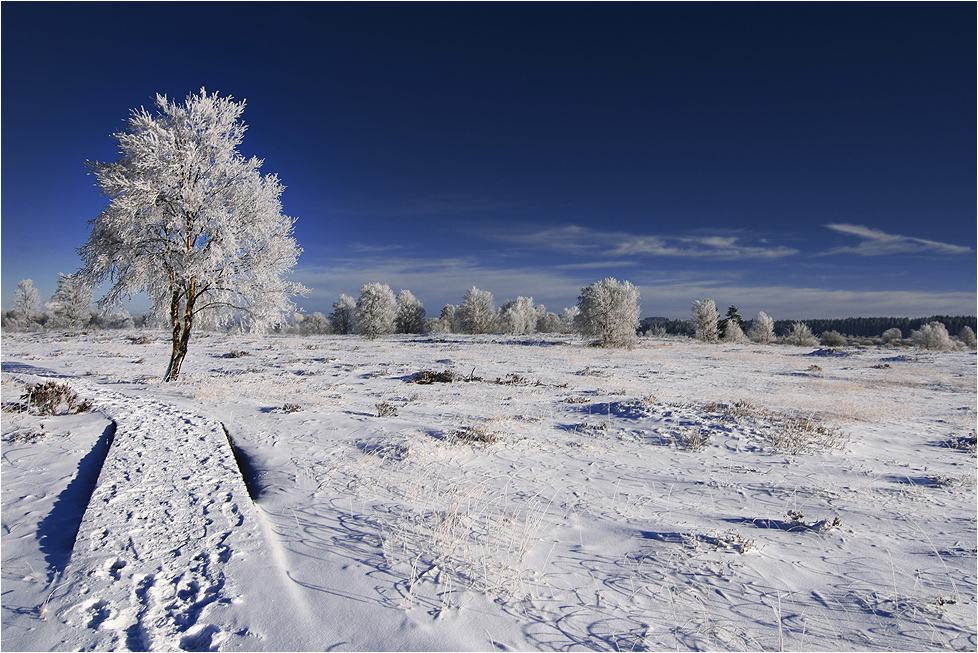 ~ frostiges Moor~