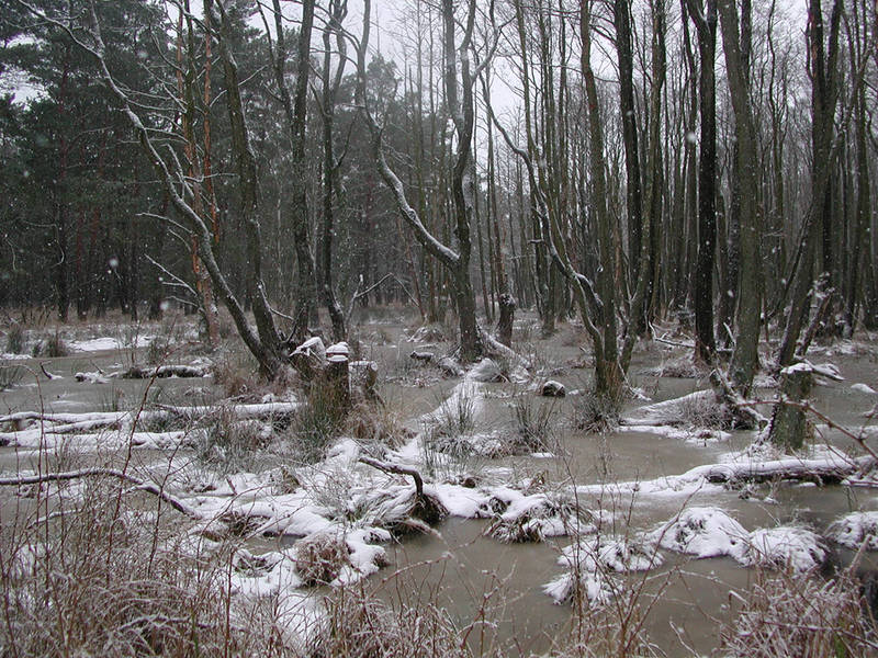 frostiges Moor