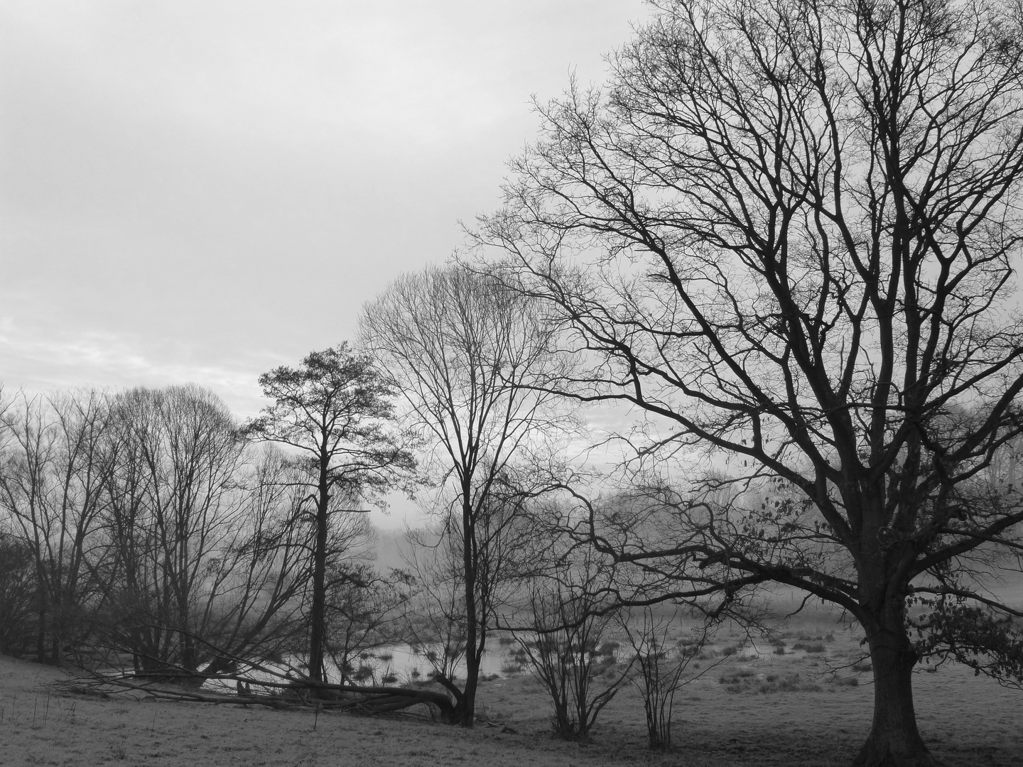 frostiges Moor