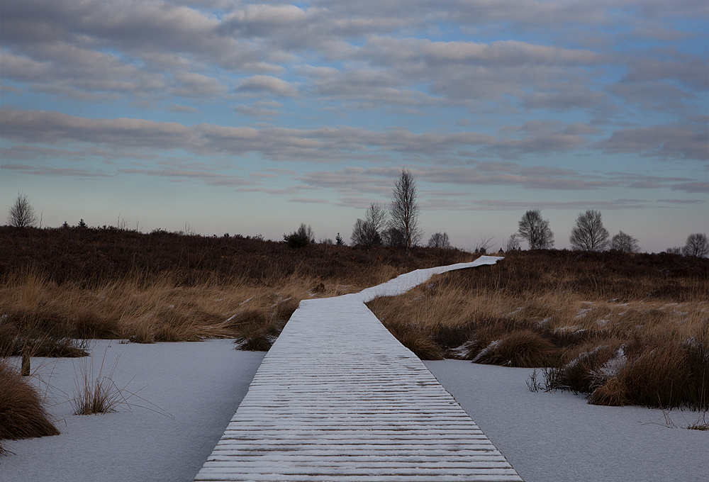 Frostiges Moor