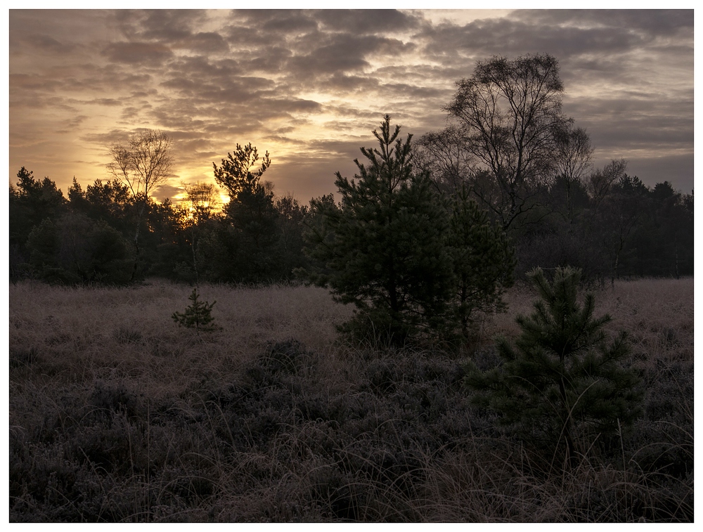 Frostiges Moor