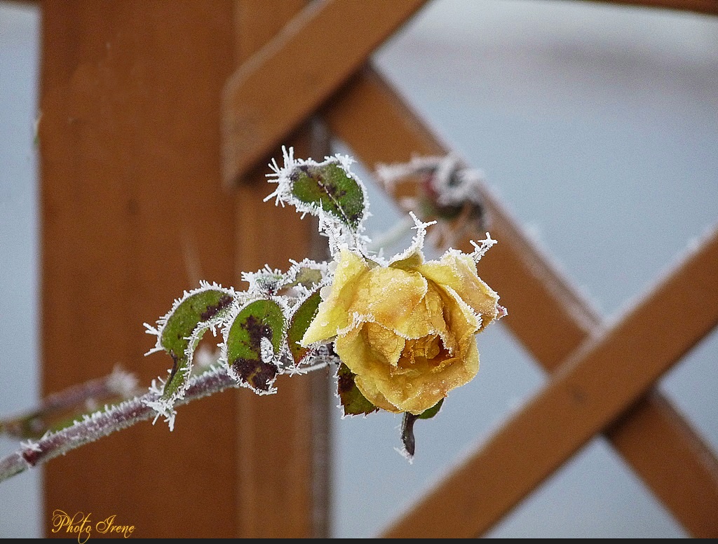 frostiges Röschen