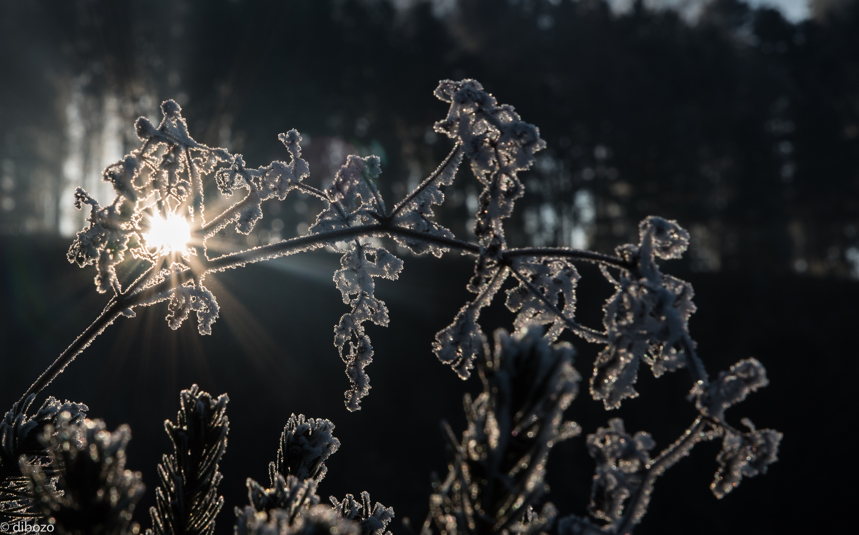 frostiges sonnenlicht