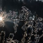 frostiges sonnenlicht