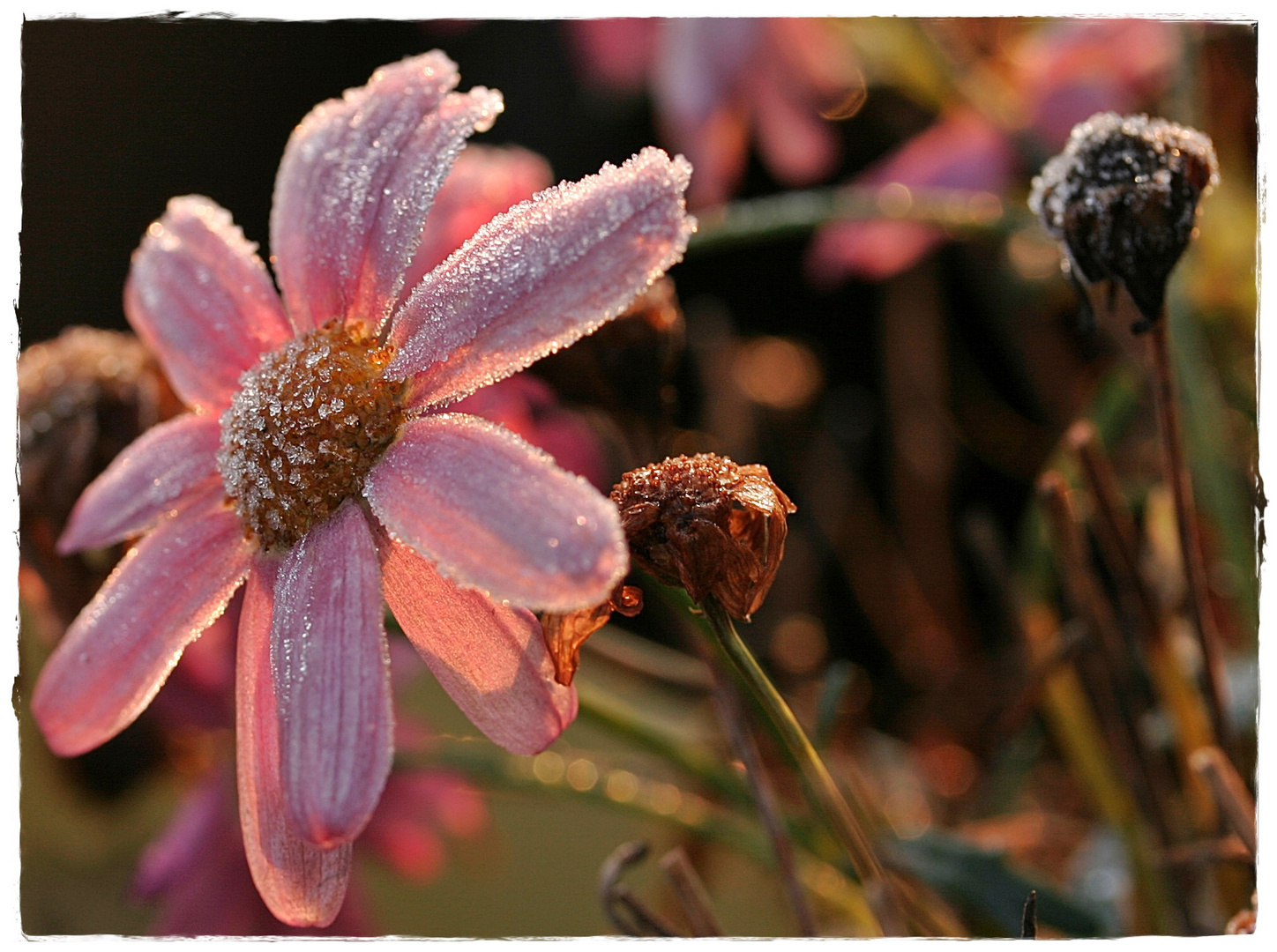 Frostiges Sonntagsblümchen