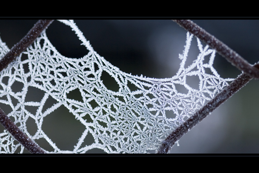 frostiges Spinnennetz
