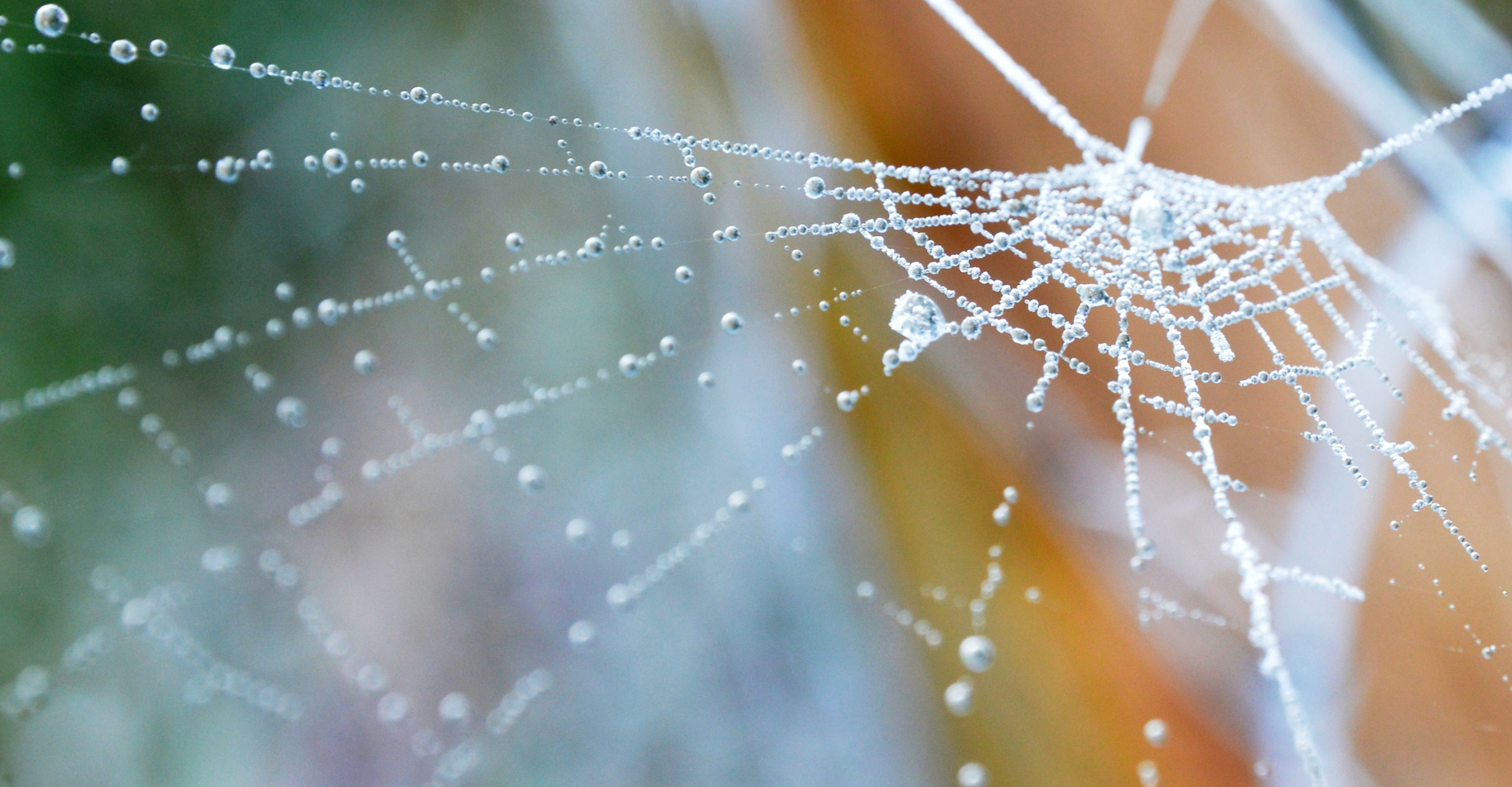 frostiges Spinnennetz / frozen spider-web