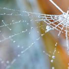 frostiges Spinnennetz / frozen spider-web