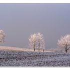 frostiges Trio