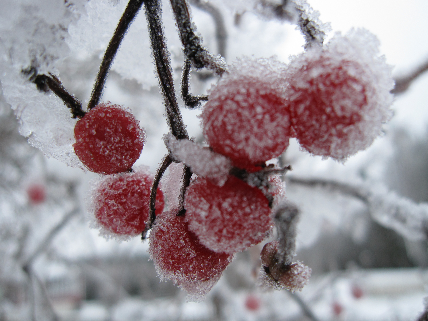 frostiges Vogelfutter