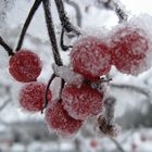 frostiges Vogelfutter