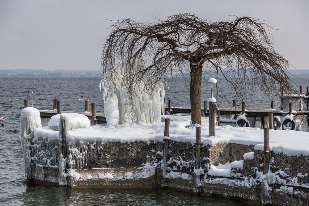 Frostiges Winterende am Chiemsee Foto & Bild winter, baum, eis Bilder