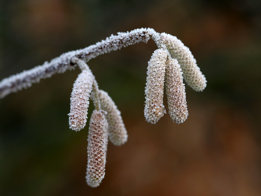 Frostkätzchen