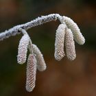 Frostkätzchen