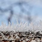 Frostkristalle auf Baumstamm