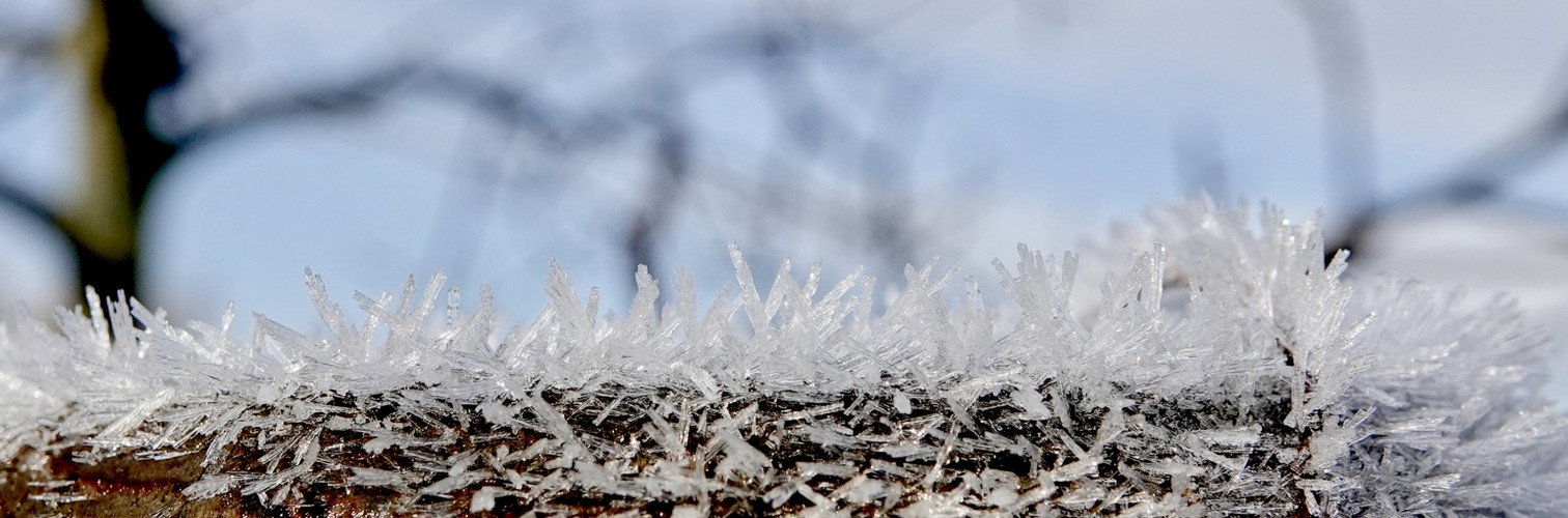 Frostkristalle auf Baumstamm