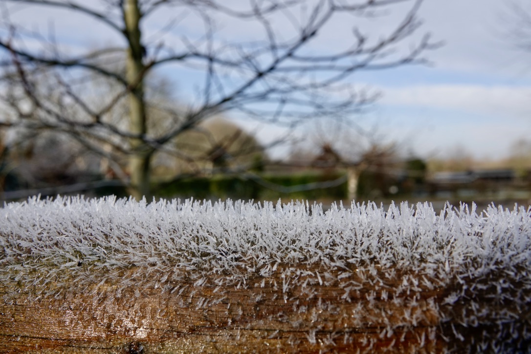 Frostkristalle auf Baumstamm II