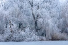 Frostlandschaft - Teich