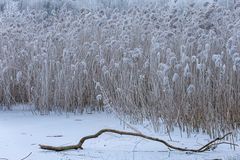 Frostlandschaft Teich