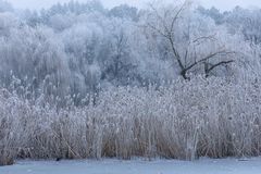 Frostlandschaft - Teich 