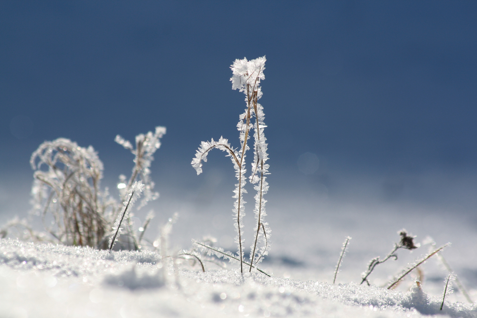 Frostmännchen