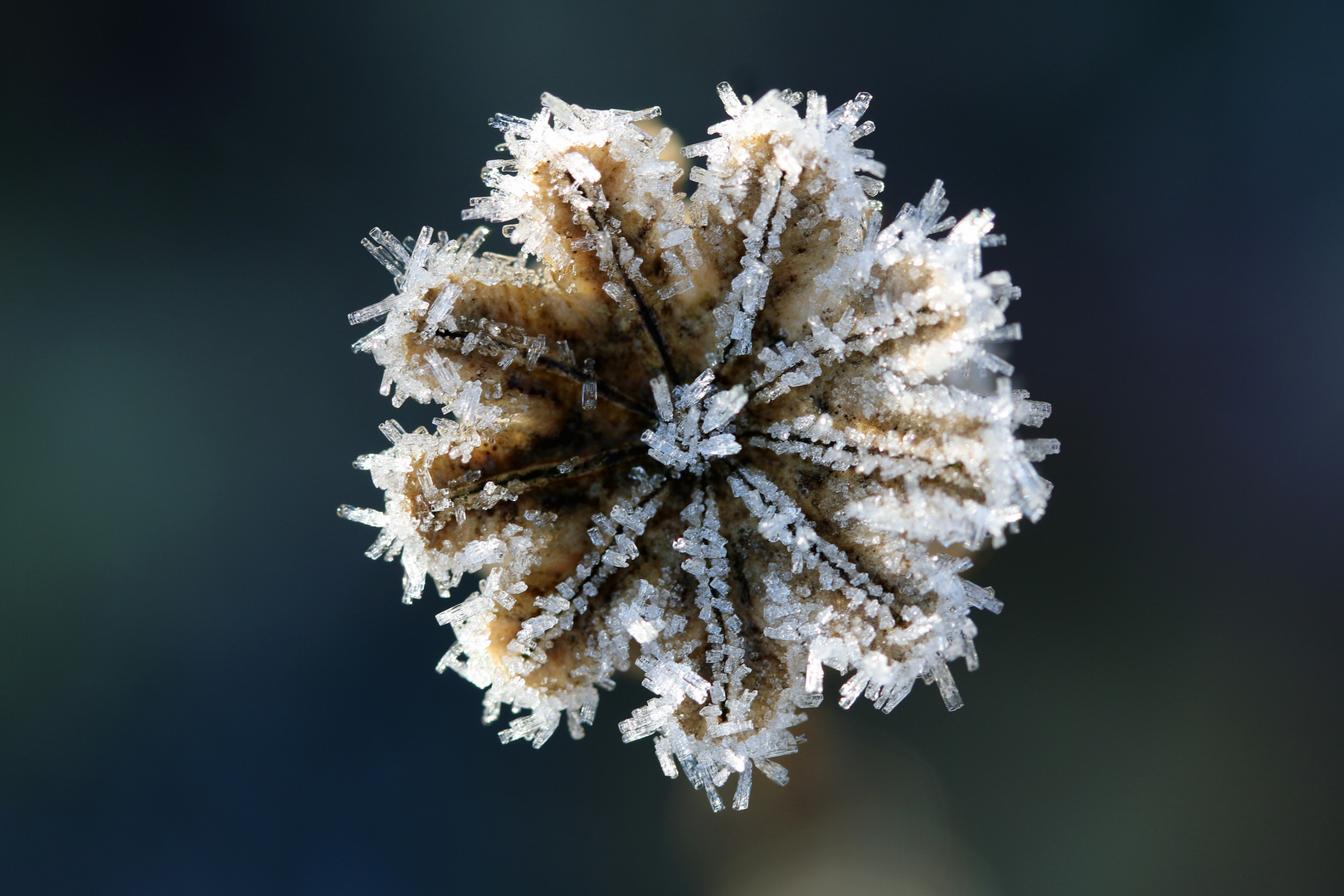 Frostmohn