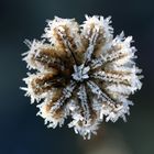 Frostmohn