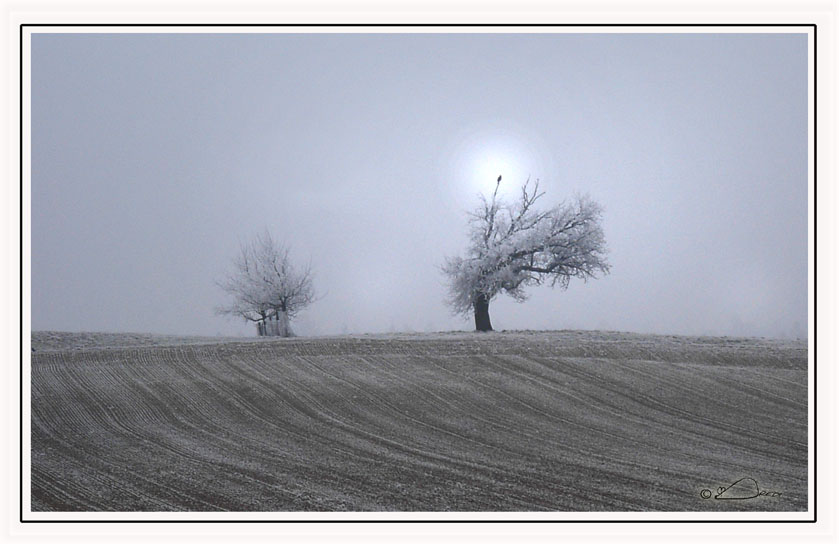 Frostmorgen