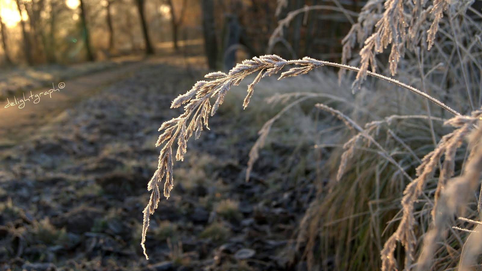 Frostmorgen am Ohresee