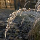 Frostmorgen am Ohresee