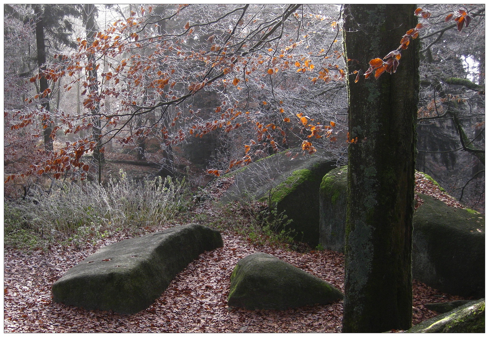 Frostmorgen am Waldstein