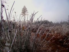 Frostmorgen am Waldstein