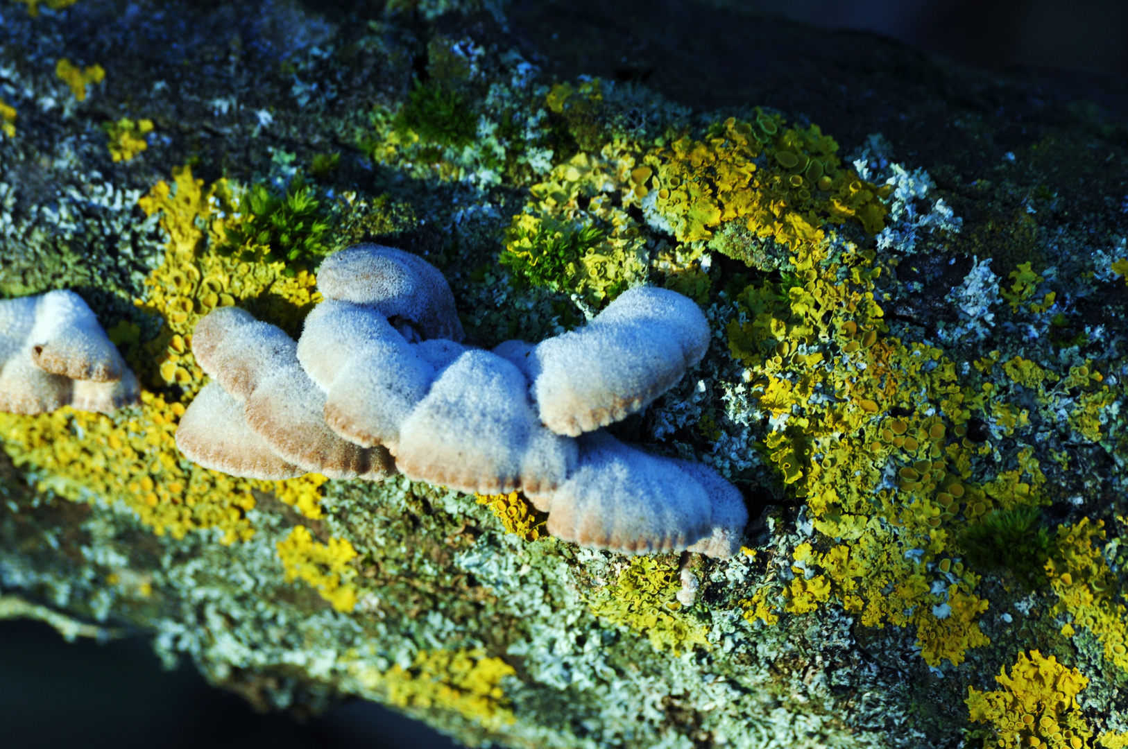 Frostmützchen