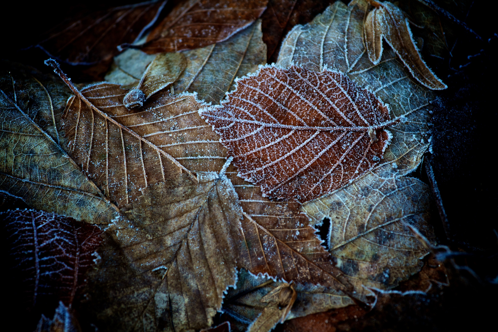 Frostnacht...