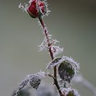 frostrose