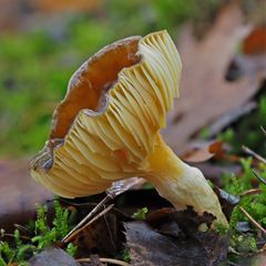  Frostschneckling (Hygrophorus hypotheus) 