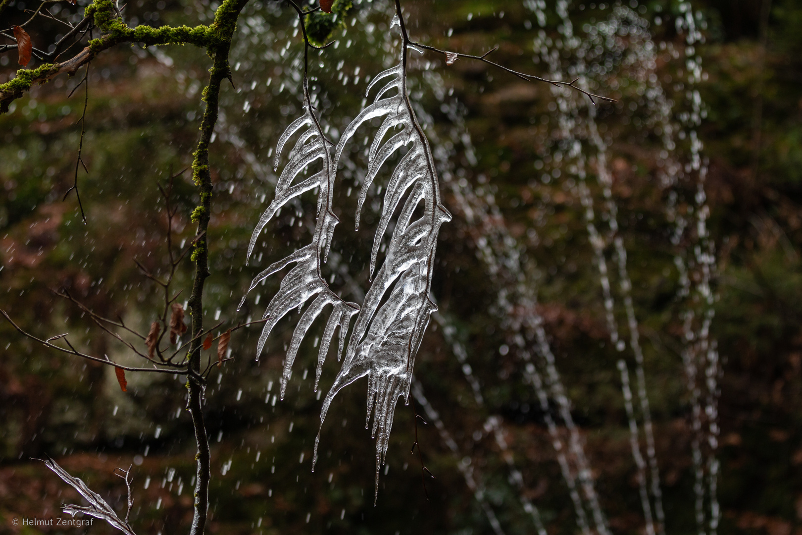 Frostschönheit am Studentenbrunnen