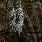 Frostschönheit am Studentenbrunnen