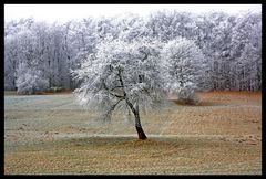 Frostschönheit