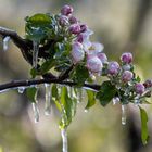 Frostschutz der Apfelblüte am Bodensee