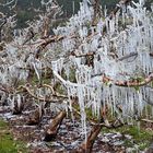 Frostschutzberegnung einer Apfelblüte