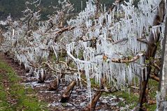 Frostschutzberegnung einer Apfelblüte