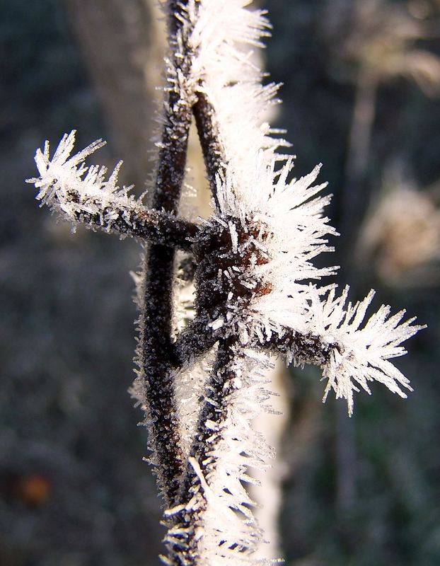 Froststacheln am Stacheldraht