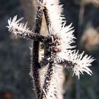 Froststacheln am Stacheldraht