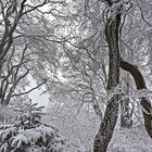 FROSTSTARRE auf dem Großen Feldberg im Taunus (10)