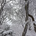 FROSTSTARRE auf dem Großen Feldberg im Taunus (10)