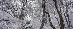 FROSTSTARRE auf dem Großen Feldberg im Taunus (10)